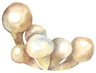 Little Puffballs Edible Mushroom. Watercolor hand drawing painted illustration.
