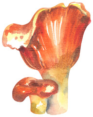 Lobsters Edible Mushroom. Watercolor hand drawing painted illustration.