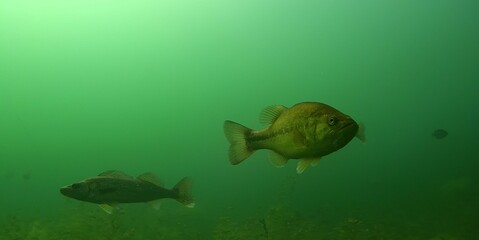 Largemouth Bass Walleye