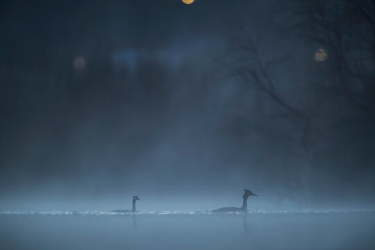 Misty lake scene with great crested grebes at night
