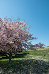 四月のささやき