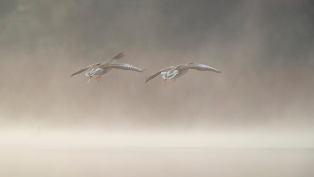 Two common geese, known as ansares comunes in Spanish, descend gracefully over a fog-laden marsh at dawn