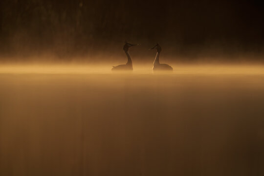 A pair of great crested grebes perform their courtship dance on a misty lake, enveloped in the golden glow of the rising sun