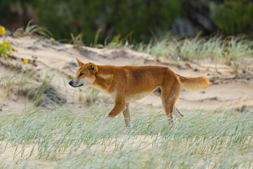 Dingoes scavenging for food along 75 mile beach on K’gari (Fraser Island), Queensland, Australia