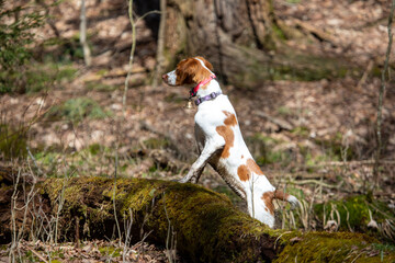 white and orange Dog standing on log to get a better look in the woods