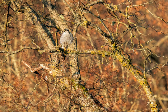 Perched bird of prey in a woodland setting