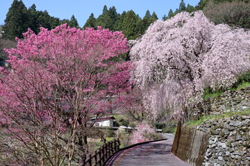 大石家前の道沿いに咲く二本の桜　（高知県　仁淀川町）