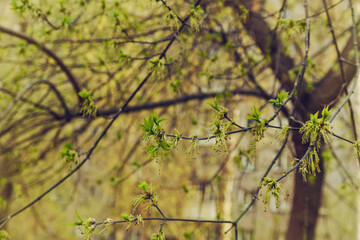 blooming maple on a sunny spring day against the background of city buildings