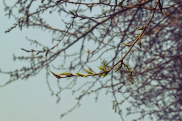 buds and blossoming young leaves of poplar on a sunny spring day against the background of city buildings