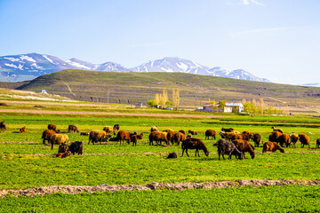 Spring pasture with grazing sheep, snow-capped mountains in backdrop. Erzurum, Turkey.
