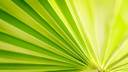 Close up of Palm leaf. Green palm tree leaf close up background