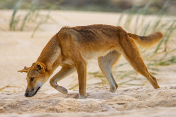 Dingoes scavenging for food along 75 mile beach on K’gari (Fraser Island), Queensland, Australia