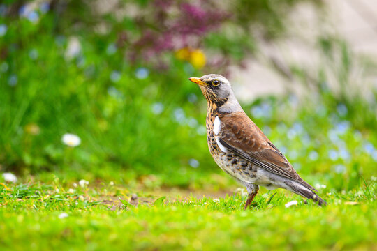 Fieldfare thrush, Turdus pilaris, in  spring with colorful background