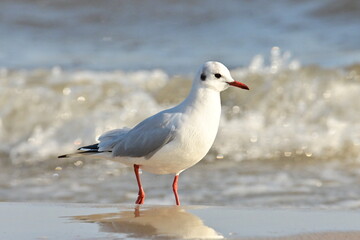 Möwe in der Brandung