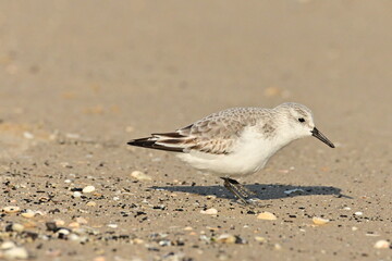 Sanderling am Strand