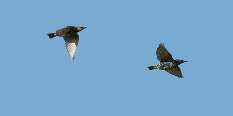 Des sansonnets en vol