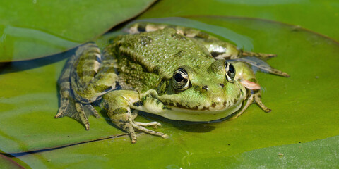 Grenouille verte
