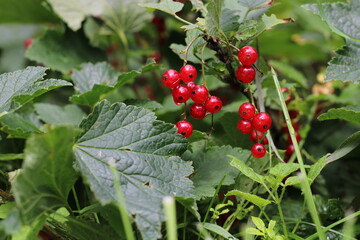 a red berry on a branch with green leaves