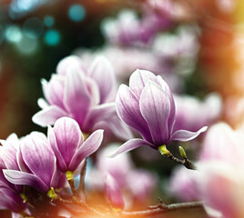 Magnolia flowers lit by sunlight, beautiful nature in spring - 774045349