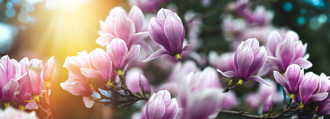 Magnolia flowers lit by sunlight, beautiful nature in spring, beautiful magnolia flowers on blurred background with bokeh effect