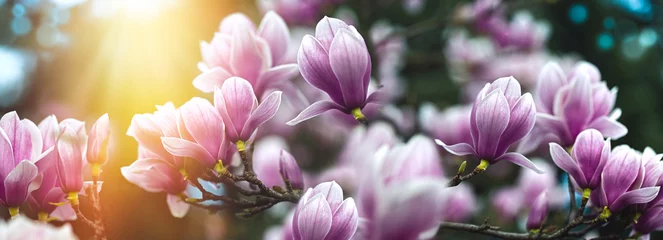 Rolgordijnen Magnolia flowers lit by sunlight, beautiful nature in spring, beautiful magnolia flowers on blurred background with bokeh effect © PhotoIris2021