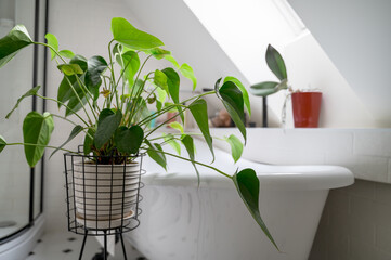 Green house plant standing near bathtub in modern white bathroom