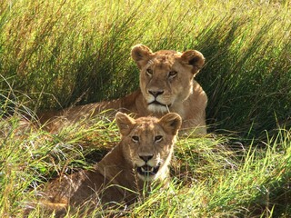 lioness and cubs