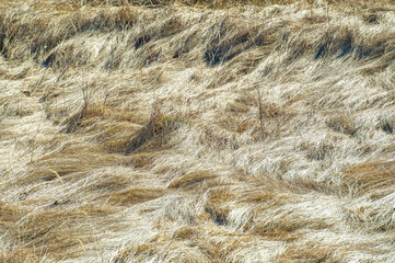 Create a unique visual effect with textured yellow grass. Add depth and dimension to your design...