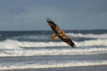 Whistling Kite (Bird of Prey) scavenging for food along 75 mile beach on K’gari (Fraser Island),...