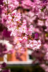 Cerisier en fleurs
