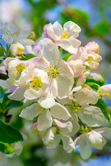 Apple tree decorated with beautiful delicate flowers. The beauty of nature in its entirety. The stunning flowers contrast with the green leaves.