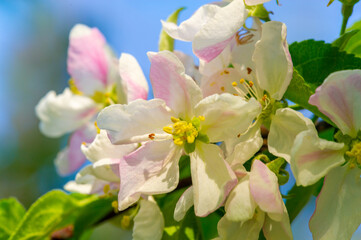 Soft, delicate flowers that add a touch of beauty to the apple tree. A decoration from nature that adds color and charm. A spectacle that captures the essence of natural beauty.
