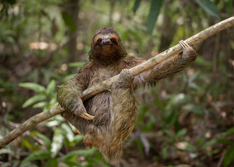 Three-toed sloth in the rainforest of Costa Rica 