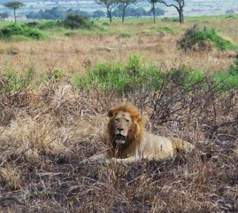 lion relaxing 
