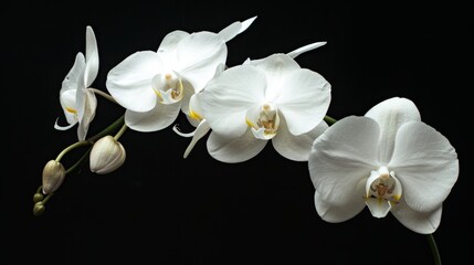Naklejka na ściany i meble Black and white background with white orchids