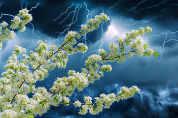 Delicate flowers add a touch of beauty to the apple tree. Artworks of nature that fully display...