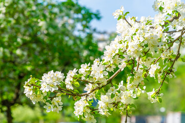 Delicate flowers add a touch of beauty to the apple tree. Artworks of nature that fully display...