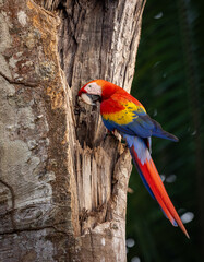 Fototapeta premium Scarlet Macaw in Costa Rica in the rainforest
