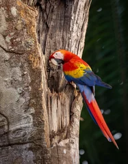 Stoff pro Meter Scarlet Macaw in Costa Rica in the rainforest © Harry Collins
