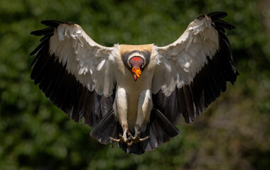King vulture in the rainforest of Costa Rica - obrazy, fototapety, plakaty