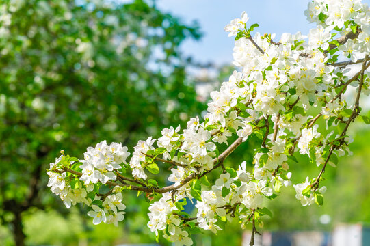 Delicate flowers add a touch of beauty to the apple tree. Artworks of nature that fully display flowers in bloom. A wonderful sight that can be seen in any garden or vegetable garden.