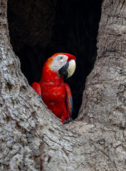 Scarlet Macaw in Costa Rica in the rainforest - obrazy, fototapety, plakaty