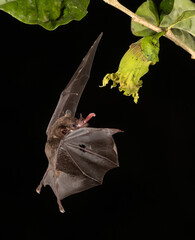 Bat in Costa Rica in the rainforest - obrazy, fototapety, plakaty