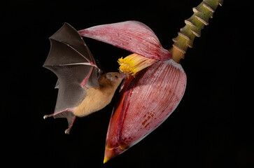 Bat in Costa Rica in the rainforest