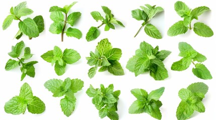 Mint isolated on white.