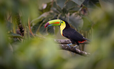 Obraz premium Toucan in the rainforest of Costa Rica 