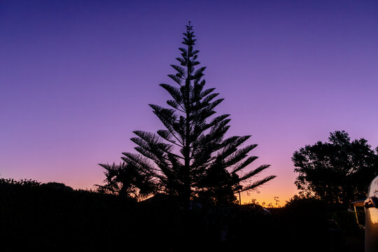 A Norfolk Island pine (Araucaria heterophylla) is silhouetted at dusk. Also called the Norfolk pine, the tree is a species of conifer but not a true pine.