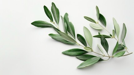 An isolated picture of a green olive branch - obrazy, fototapety, plakaty