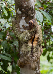 Three-toed sloth in the rainforest of Costa Rica  - obrazy, fototapety, plakaty
