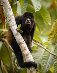 A howler monkey in Costa Rica